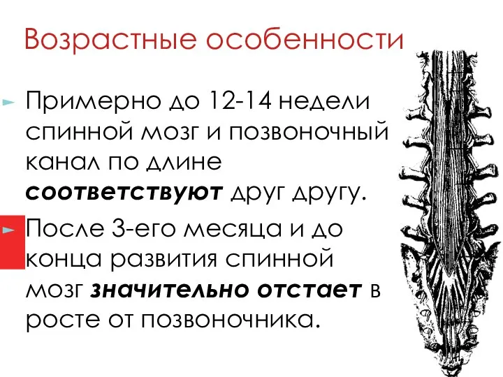 Возрастные особенности Примерно до 12-14 недели спинной мозг и позвоночный канал по