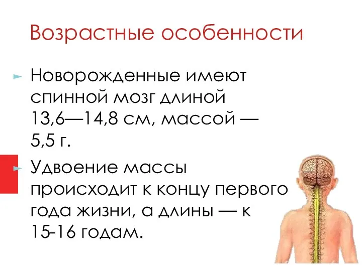 Новорожденные имеют спинной мозг длиной 13,6—14,8 см, массой — 5,5 г. Удвоение