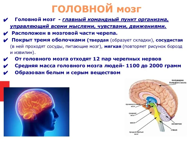 Головной мозг - главный командный пункт организма, управляющий всеми мыслями, чувствами, движениями.
