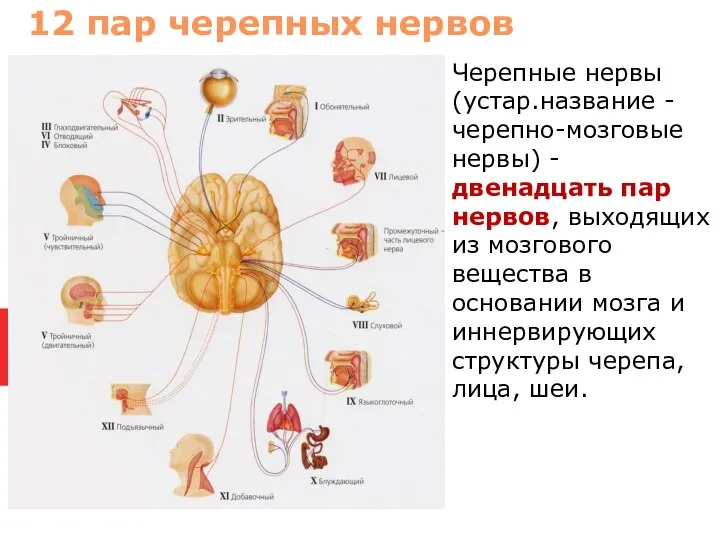 Черепные нервы (устар.название - черепно-мозговые нервы) - двенадцать пар нервов, выходящих из