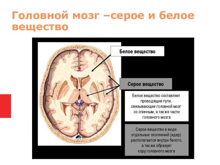 Головной мозг –серое и белое вещество