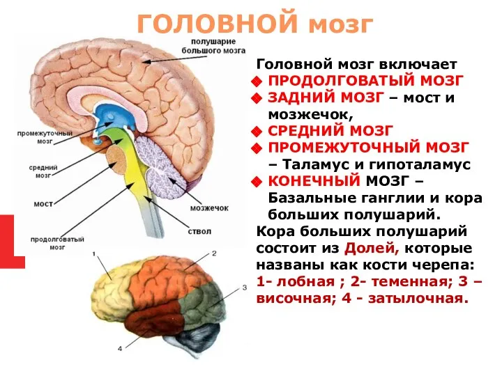 Головной мозг включает ПРОДОЛГОВАТЫЙ МОЗГ ЗАДНИЙ МОЗГ – мост и мозжечок, СРЕДНИЙ