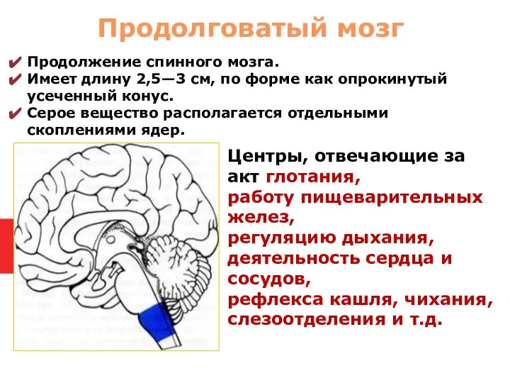 Продолжение спинного мозга. Имеет длину 2,5—3 см, по форме как опрокинутый усеченный