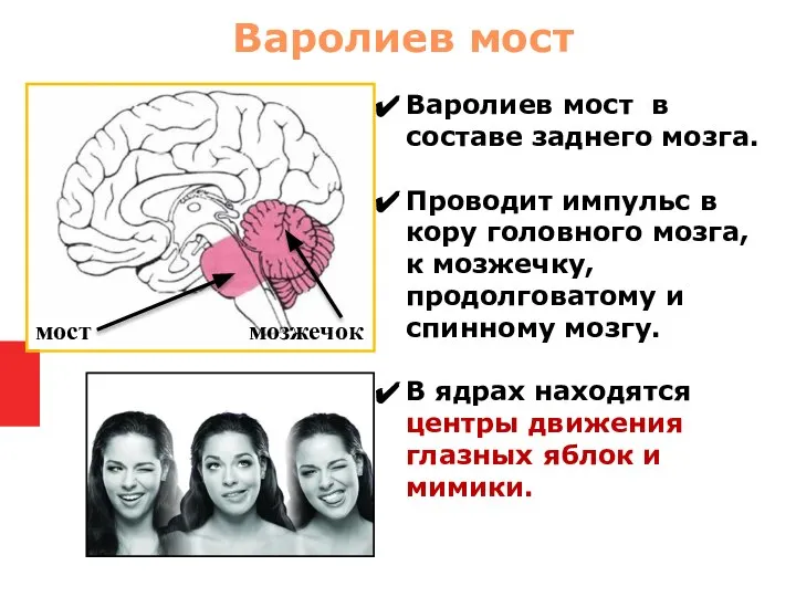 Варолиев мост в составе заднего мозга. Проводит импульс в кору головного мозга,