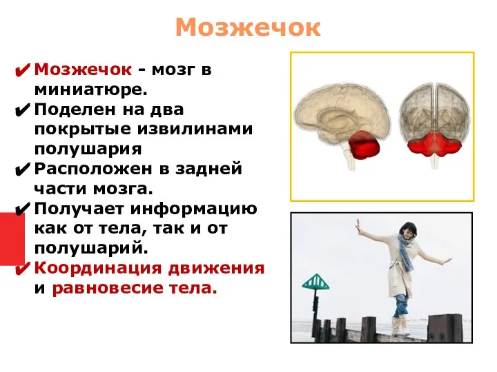 Мозжечок - мозг в миниатюре. Поделен на два покрытые извилинами полушария Расположен