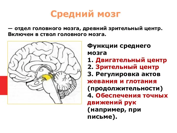 Функции среднего мозга 1. Двигательный центр 2. Зрительный центр 3. Регулировка актов