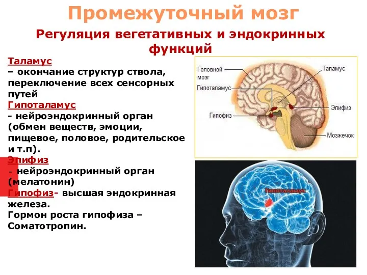 Таламус – окончание структур ствола, переключение всех сенсорных путей Гипоталамус - нейроэндокринный