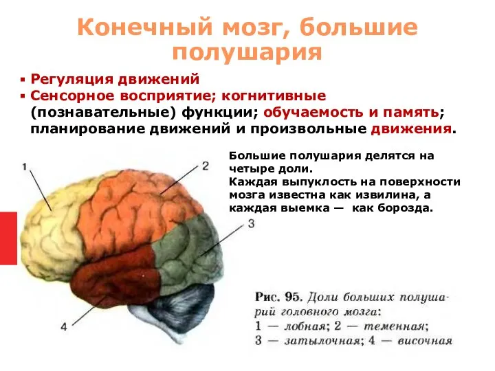 Регуляция движений Сенсорное восприятие; когнитивные(познавательные) функции; обучаемость и память; планирование движений и