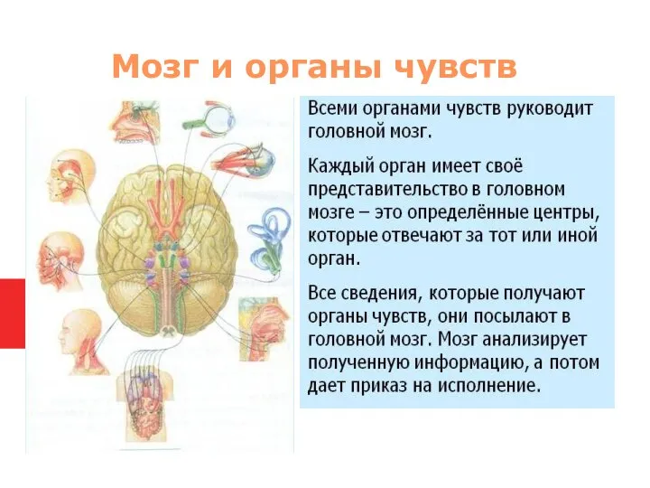 Мозг и органы чувств