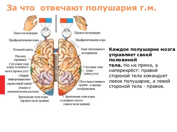 Каждое полушарие мозга управляет своей половиной тела. Но не прямо, а наперекрёст: