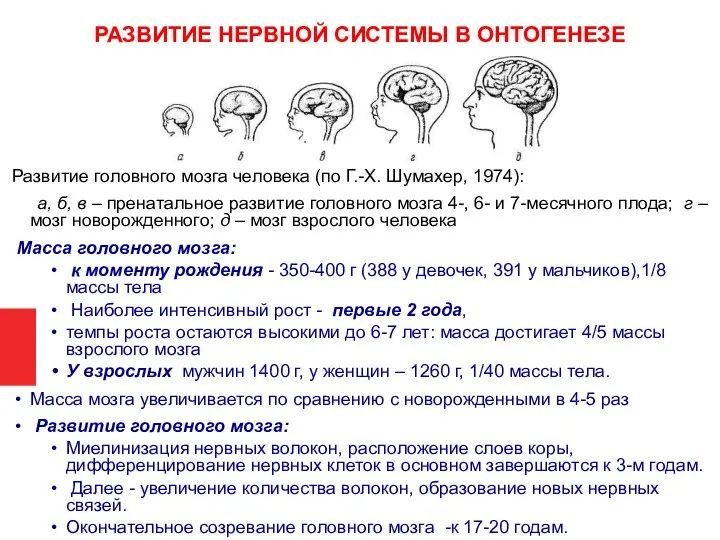 Развитие головного мозга человека (по Г.-Х. Шумахер, 1974): а, б, в –