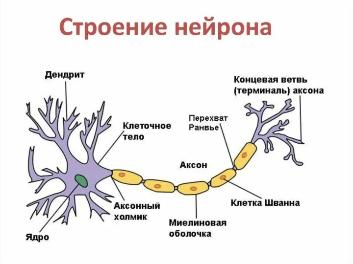 Нейрон- основная структурная и функциональная единица нервной системы, которая воспринимает раздражения, перерабатывает