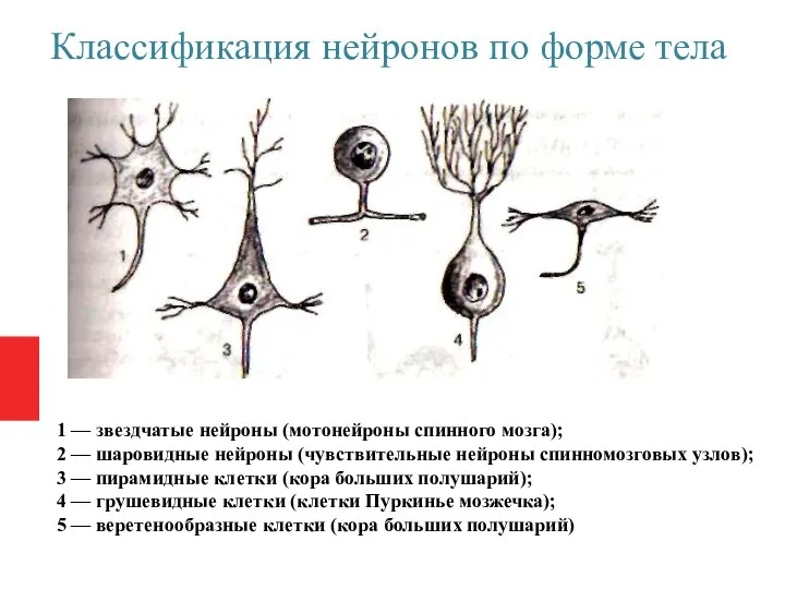 Классификация нейронов по форме тела 1 — звездчатые нейроны (мотонейроны спинного мозга);