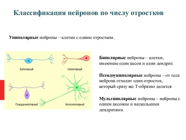 Классификация нейронов по числу отростков Униполярные нейроны – клетки с одним отростком.