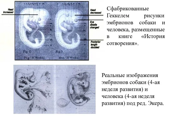 Сфабрикованные Геккелем рисунки эмбрионов собаки и человека, размещенные в книге «История сотворения».