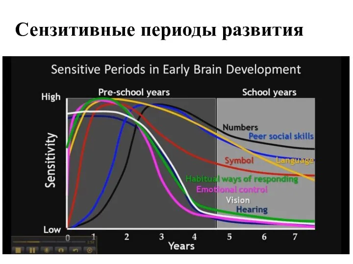 Сензитивные периоды развития