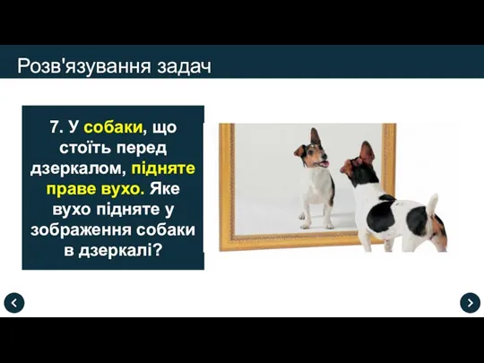 Розв'язування задач 7. У собаки, що стоїть перед дзеркалом, підняте праве вухо.