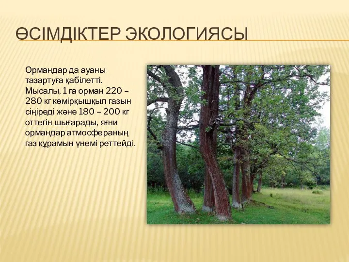 ӨСІМДІКТЕР ЭКОЛОГИЯСЫ Ормандар да ауаны тазартуға қабілетті. Мысалы, 1 га орман 220