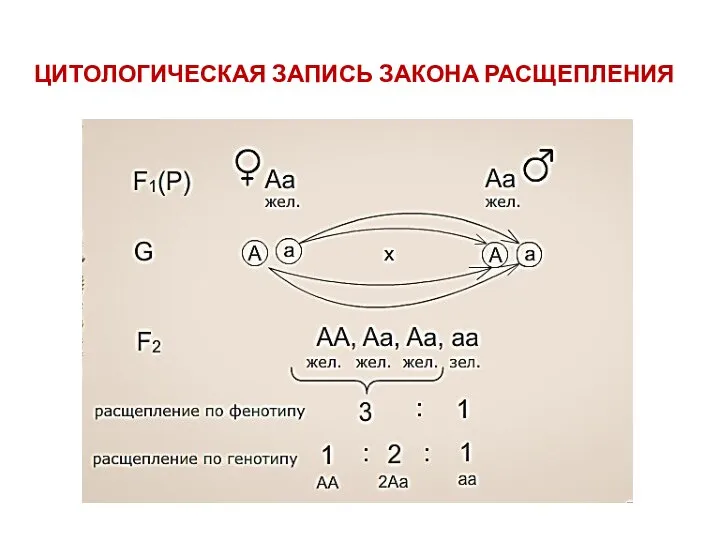 ЦИТОЛОГИЧЕСКАЯ ЗАПИСЬ ЗАКОНА РАСЩЕПЛЕНИЯ