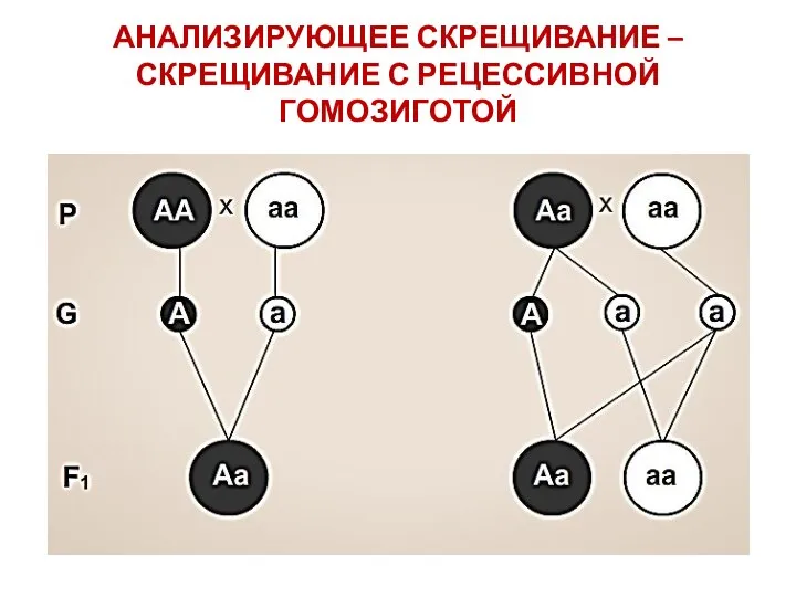 АНАЛИЗИРУЮЩЕЕ СКРЕЩИВАНИЕ – СКРЕЩИВАНИЕ С РЕЦЕССИВНОЙ ГОМОЗИГОТОЙ