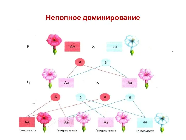 Неполное доминирование