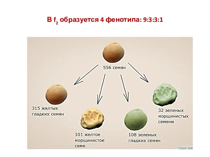 В f2 образуется 4 фенотипа: 9:3:3:1