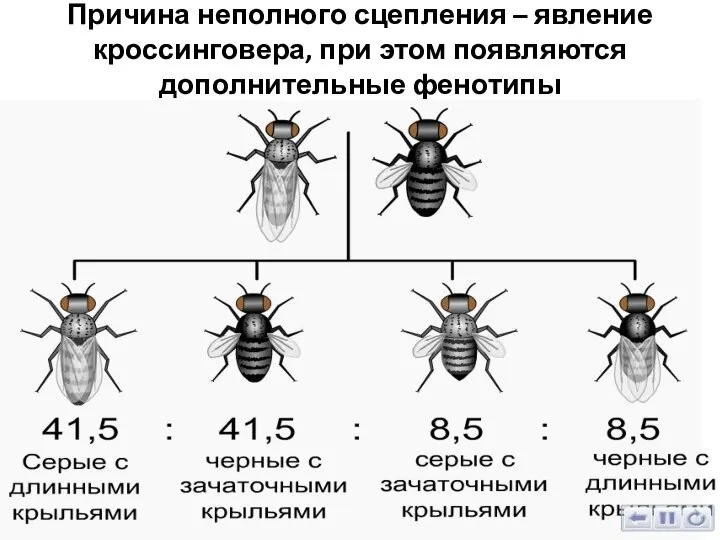 Причина неполного сцепления – явление кроссинговера, при этом появляются дополнительные фенотипы