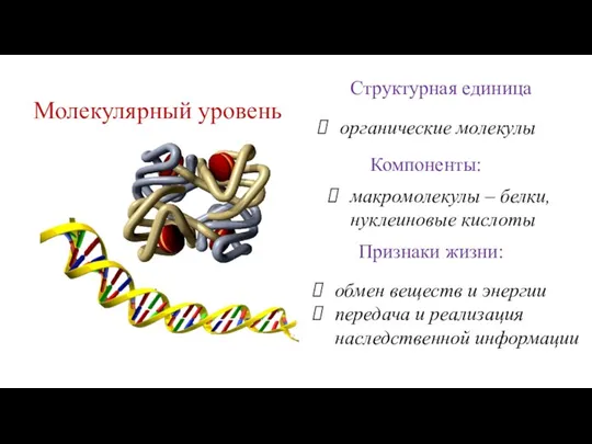 Молекулярный уровень Компоненты: макромолекулы – белки, нуклеиновые кислоты Признаки жизни: обмен веществ