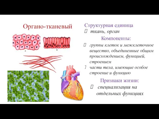 Органо-тканевый Компоненты: группы клеток и межклеточное вещество, объединенные общим происхождением, функцией, строением