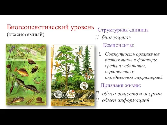 Биогеоценотический уровень (экосистемный) Компоненты: Совокупность организмов разных видов и факторы среды их