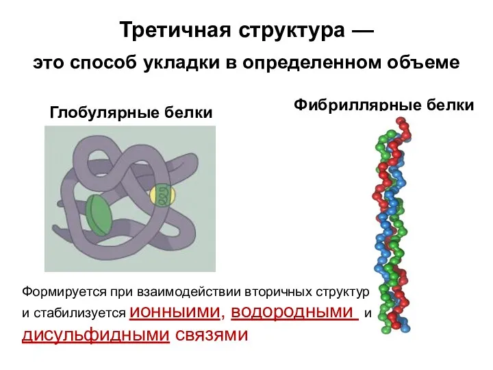 Третичная структура — это способ укладки в определенном объеме Глобулярные белки Фибриллярные