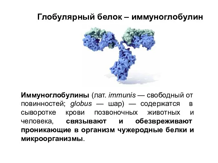 Глобулярный белок – иммуноглобулин Иммуноглобулины (лат. immunis — свободный от повинностей; globus