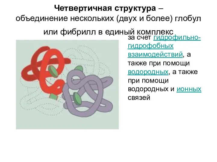 Четвертичная структура – объединение нескольких (двух и более) глобул или фибрилл в