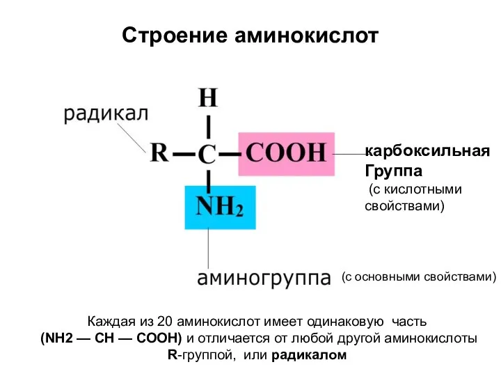 Строение аминокислот карбоксильная Группа (с кислотными свойствами) Каждая из 20 аминокислот имеет