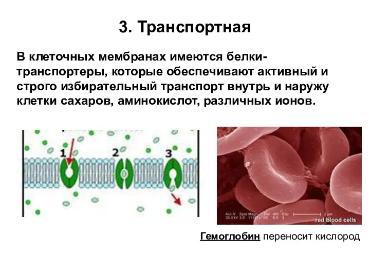 3. Транспортная В клеточных мембранах имеются белки-транспортеры, которые обеспечивают активный и строго