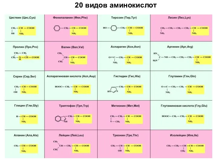 20 видов аминокислот