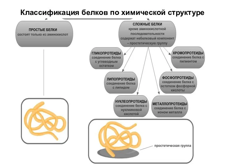 Классификация белков по химической структуре