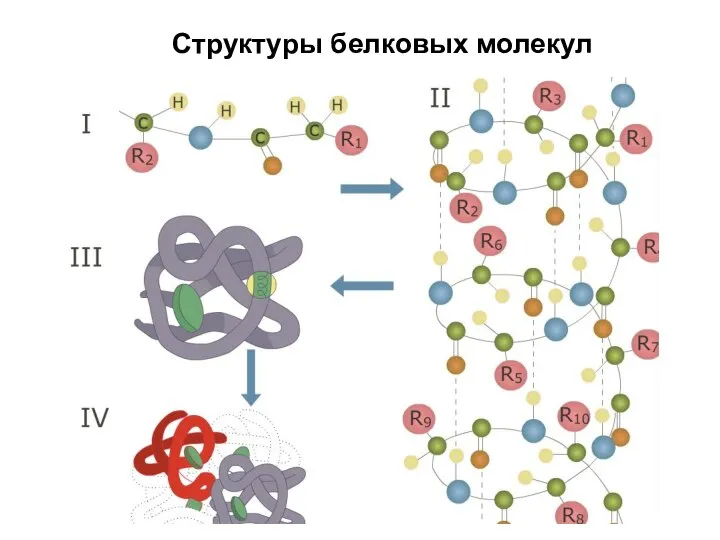 Структуры белковых молекул