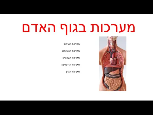 מערכות הגוף (1)