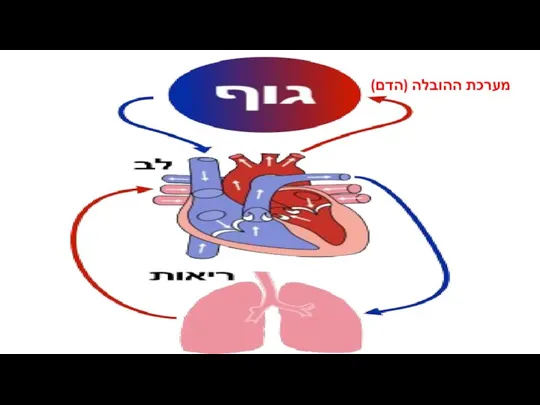 מערכת ההובלה (הדם)