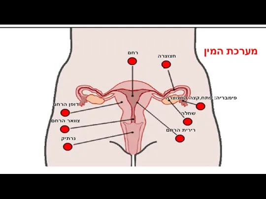 מערכת המין