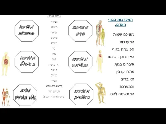 המערכות בגוף האדם. לפניכם שמות המערכות הפועלות בגוף האדם וכן רשימת איברים