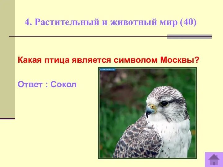 4. Растительный и животный мир (40) Какая птица является символом Москвы? Ответ : Сокол