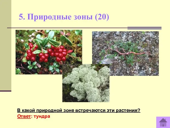 5. Природные зоны (20) В какой природной зоне встречаются эти растения? Ответ: тундра
