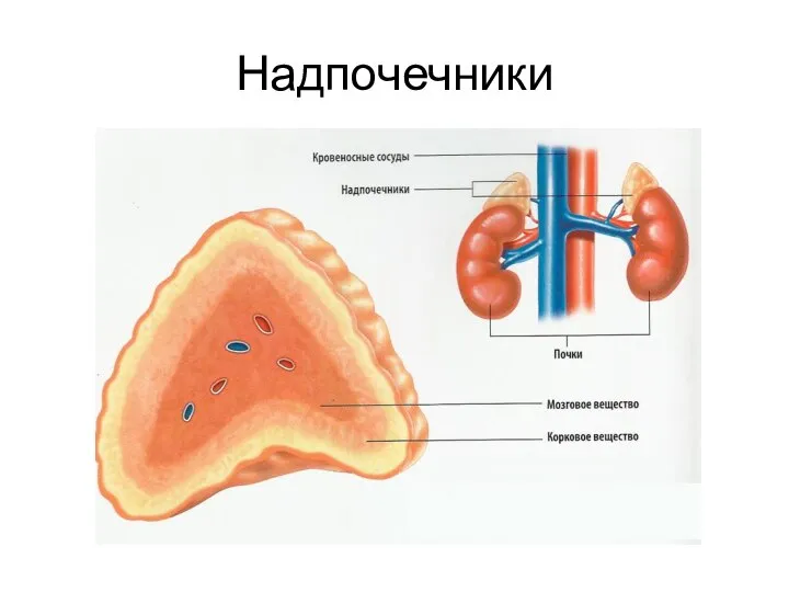 Надпочечники