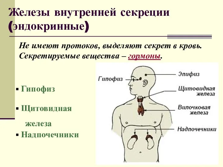 Железы внутренней секреции (эндокринные) Не имеют протоков, выделяют секрет в кровь. Секретируемые