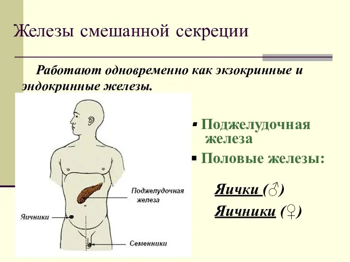 Железы смешанной секреции Работают одновременно как экзокринные и эндокринные железы. Поджелудочная железа