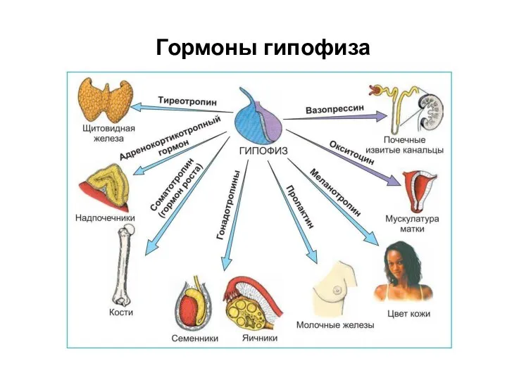 Гормоны гипофиза