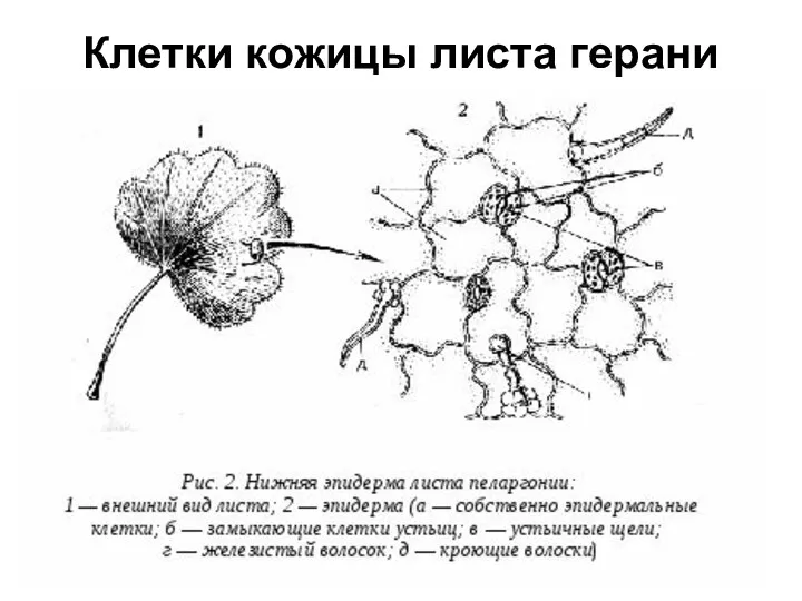 Клетки кожицы листа герани