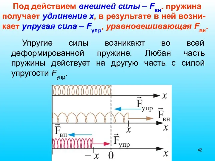 Упругие силы возникают во всей деформированной пружине. Любая часть пружины действует на